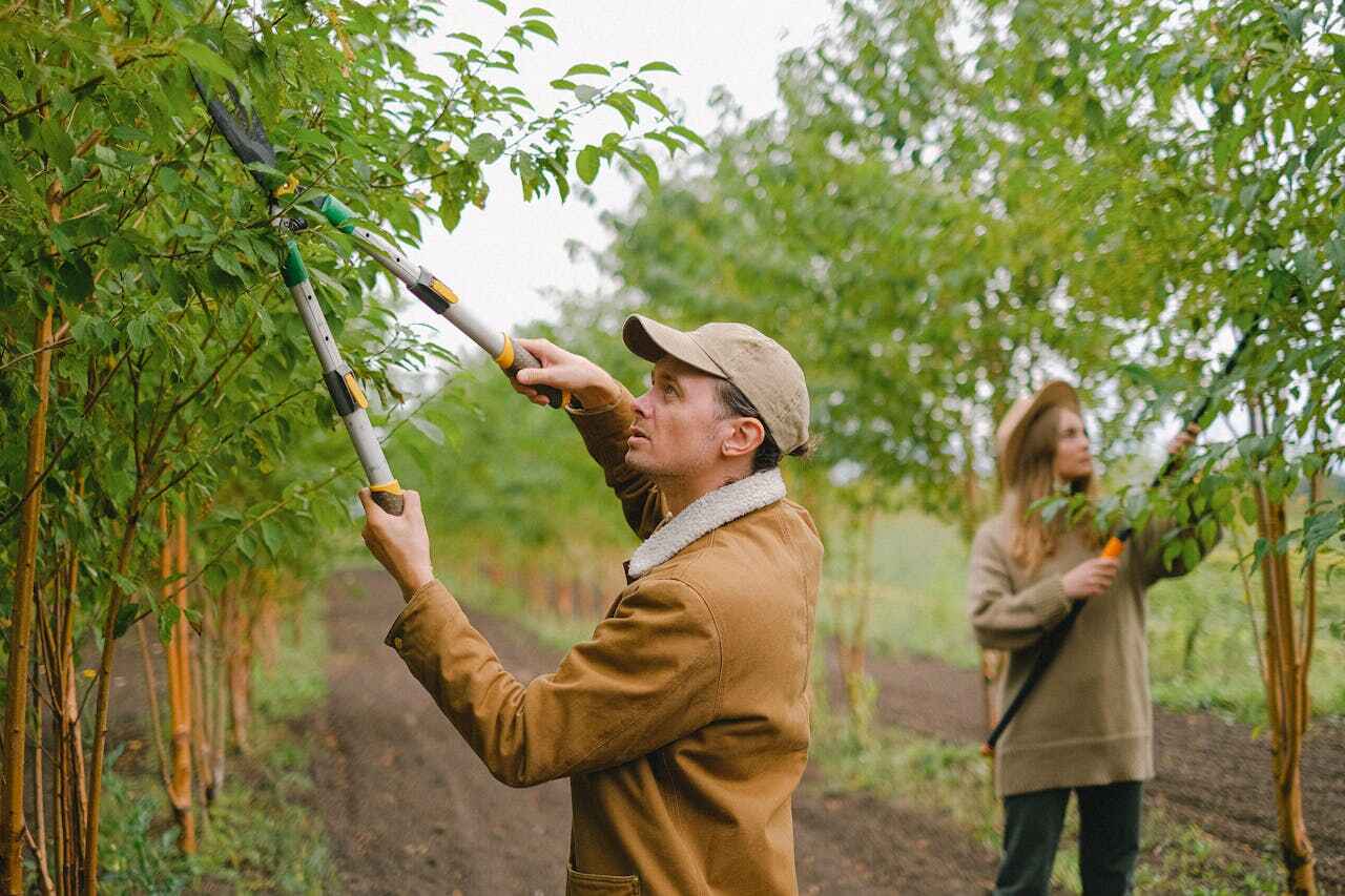 The Steps Involved in Our Tree Care Process in Onarga, IL